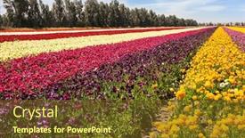  Presentation with botanical - Slide set with gorgeous-multicolor-striped-floral-carpet background and a tawny brown colored foreground