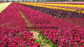  Presentation with botanical - Presentation theme with gorgeous-multicolor-striped-floral-carpet background and a red colored foreground