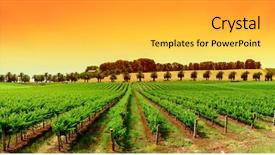  Presentation with vineyard - Audience pleasing presentation theme consisting of gorgeous orange sky over green backdrop and a yellow colored foreground