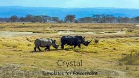  Presentation with pair - Slide deck featuring gorgeous-pair-wild-rhinos-goes background and a yellow colored foreground