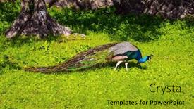  Presentation with peacock - Slide deck enhanced with gorgeous-peacock-walks background and a gold colored foreground