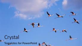  Presentation with shenandoah national park big meadows - Slide set consisting of gorgeous pink flamingos in free background and a  colored foreground