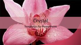  Presentation with pink black - Theme with gorgeous pink orchid flower background and a coral colored foreground