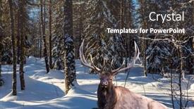 Presentation with forest winter - Presentation theme with gorgeous-red-deer-resting background and a  colored foreground