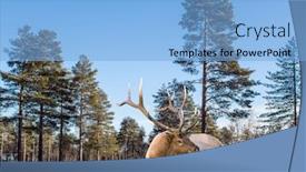 Presentation with environmental - Audience pleasing slide deck consisting of gorgeous-red-deer backdrop and a light blue colored foreground