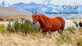  Presentation with mountain lake - Beautiful PPT theme featuring gorgeous-red-mustang-grazes backdrop and a light blue colored foreground