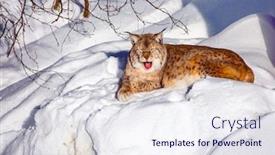  Presentation with animals zoo - Cool new slide deck with gorgeous-redhead-lynx-resting backdrop and a sky blue colored foreground