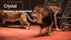  Presentation with lion king - Colorful presentation design enhanced with gorgeous roaring lion walking backdrop and a wine colored foreground