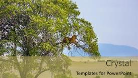  Presentation with jeep - Theme with gorgeous-spotted-leopard-resting background and a yellow colored foreground
