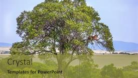  Presentation with jeep - Presentation theme consisting of gorgeous-spotted-leopard-resting background and a gold colored foreground