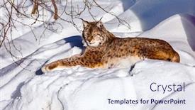  Presentation with animals winter - Audience pleasing PPT layouts consisting of gorgeous-spotted-redhead-lynx-resting backdrop and a sky blue colored foreground