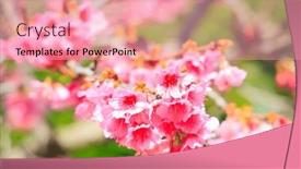  Presentation with pink sky - Presentation with gorgeous-spring-cherry-blossoms-bright background and a lemonade colored foreground