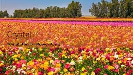 Presentation with botanical - Amazing presentation theme having gorgeous-striped-floral-carpet backdrop and a red colored foreground