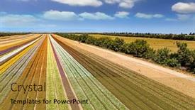  Presentation with border flower - Presentation theme enhanced with gorgeous-striped-flower-field-southern background and a  colored foreground