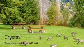  Presentation with british columbia - Audience pleasing theme consisting of gorgeous view at okanagan backdrop and a yellow colored foreground