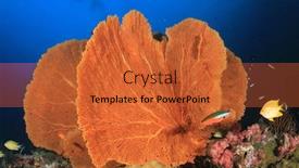  Presentation with fish ocean - Cool new PPT theme with gorgonian fan coral and fish in ocean backdrop and a red colored foreground
