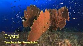  Presentation with fish ocean - Theme with gorgonian fan coral and fish background and a tawny brown colored foreground