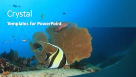  Presentation with fish ocean - Audience pleasing theme consisting of gorgonian fan coral and fish in ocean backdrop and a teal colored foreground
