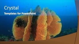  Presentation with coral - Presentation theme with gorgonian fan coral on ocean reef background and a teal colored foreground