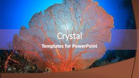  Presentation with coral - Presentation theme enhanced with gorgonian fan coral background and a coral colored foreground