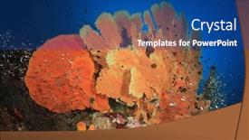  Presentation with fish - Amazing presentation design having gorgonian-fan-corals-and-reef backdrop and a ocean colored foreground