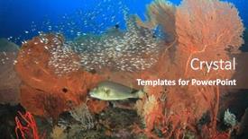  Presentation with fish - Presentation design enhanced with gorgonian-fan-corals-and-reef background and a coral colored foreground