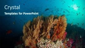  Presentation with fish - Slide set with gorgonian-fan-corals-on-reef background and a ocean colored foreground