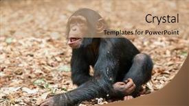  Presentation with zoo - Presentation featuring banking concept tablet computer with painted multicolor text exchange on display 3d rendering background and a light gray colored foreground