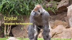  Presentation with zoo - PPT theme having gorilla in the zoo loro parque tenerife background and a tawny brown colored foreground