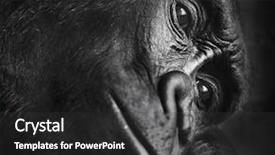  Presentation with alone - Cool new presentation theme with gorilla thinking alone backdrop and a dark gray colored foreground