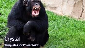  Presentation with zoo - Presentation design consisting of zoo free - gorilla background and a tawny brown colored foreground