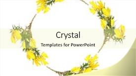  Presentation with flowers border - Beautiful PPT theme featuring gorse flowers forming a circular garland creating a border over white background backdrop and a blonde colored foreground