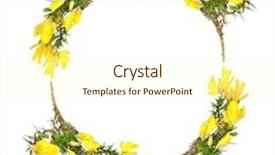  Presentation with flowers border - Audience pleasing slides consisting of gorse flowers forming a circular garland and creating border over white background backdrop and a cream colored foreground