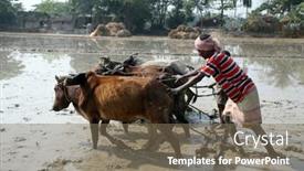  Presentation with plowing - Colorful slides enhanced with gosaba-india-january-19-farmers backdrop and a violet colored foreground