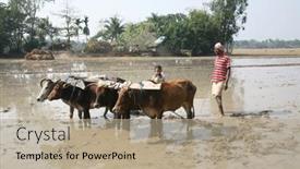  Presentation with plowing - 