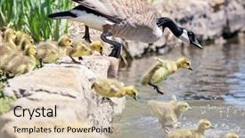  Presentation with inflatable water park - PPT theme enhanced with goslings jumping off a ledge background and a lemonade colored foreground