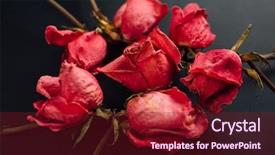  Presentation with red roses rose garden - PPT theme featuring goth style dry red roses background and a tawny brown colored foreground