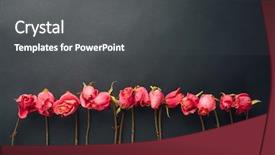  Presentation with roses - PPT theme featuring goth style dry roses black background and a  colored foreground