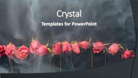  Presentation with red roses rose garden - Theme having goth style dry roses black background and a  colored foreground