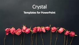  Presentation with roses - Amazing slide set having goth style dry roses black backdrop and a  colored foreground
