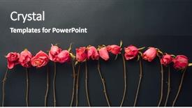  Presentation with war roses tudor rose - PPT layouts with goth style dry roses black background and a dark gray colored foreground