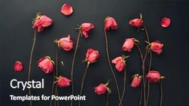  Presentation with war roses tudor rose - Cool new PPT layouts with goth style dry roses black backdrop and a  colored foreground