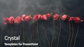  Presentation with roses - Amazing presentation having goth style dry roses black backdrop and a dark gray colored foreground