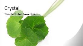  Presentation with ayurveda - PPT theme with gotu kola asiatic pennywort centella background and a white colored foreground