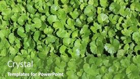  Presentation with indian - Slide deck enhanced with gotu-kola-indian-pennywort-asiatic background and a tawny brown colored foreground