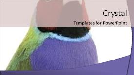  Presentation with front of burj khalifa - Audience pleasing presentation consisting of gouldian finch in front backdrop and a soft green colored foreground