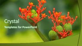  Presentation with gout - Presentation featuring gout - closeup poisonous flower photo background and a tawny brown colored foreground