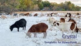 Presentation with bison - Colorful slides enhanced with gout grazing along the poudre backdrop and a lemonade colored foreground