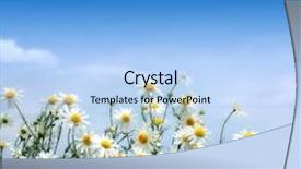  Presentation with blue flower bulb field - Slide deck featuring gr - camomiles field against the blue background and a light blue colored foreground