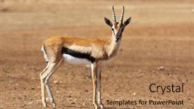  Presentation with photograph - Colorful presentation design enhanced with graceful gazelle thomson with striped backdrop and a coral colored foreground